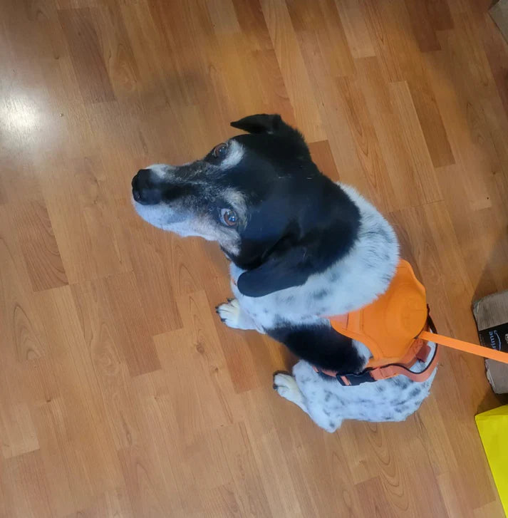 3 in 1 Dog Harness with Built-In Leash - The Zoo Mart