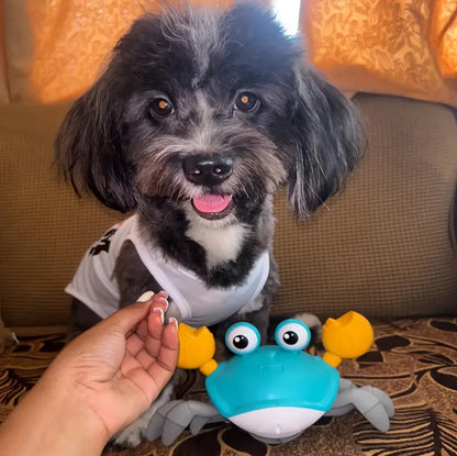 Crab Dog Toy - The Zoo Mart