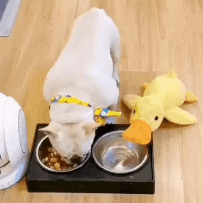 Calm Feathers Dog Toy