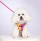 All-in-One Reflective Dog Harness & Leash - The Zoo Mart