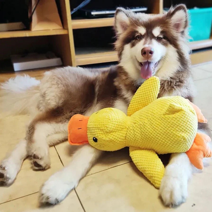 Calm Feathers Dog Toy - The Zoo Mart