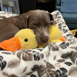 Calm Feathers Dog Toy