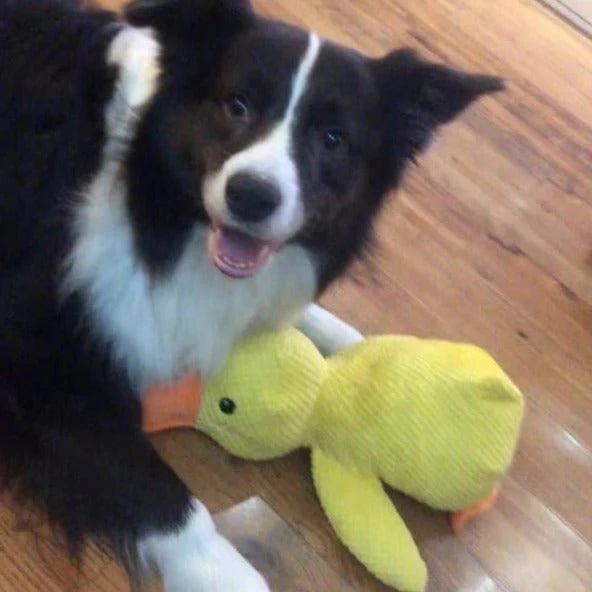 Calm Feathers Dog Toy - The Zoo Mart