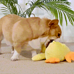 Calm Feathers Dog Toy