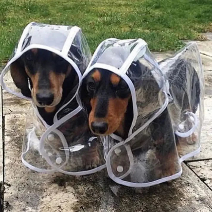 Transparent Dog Raincoat - The Zoo Mart