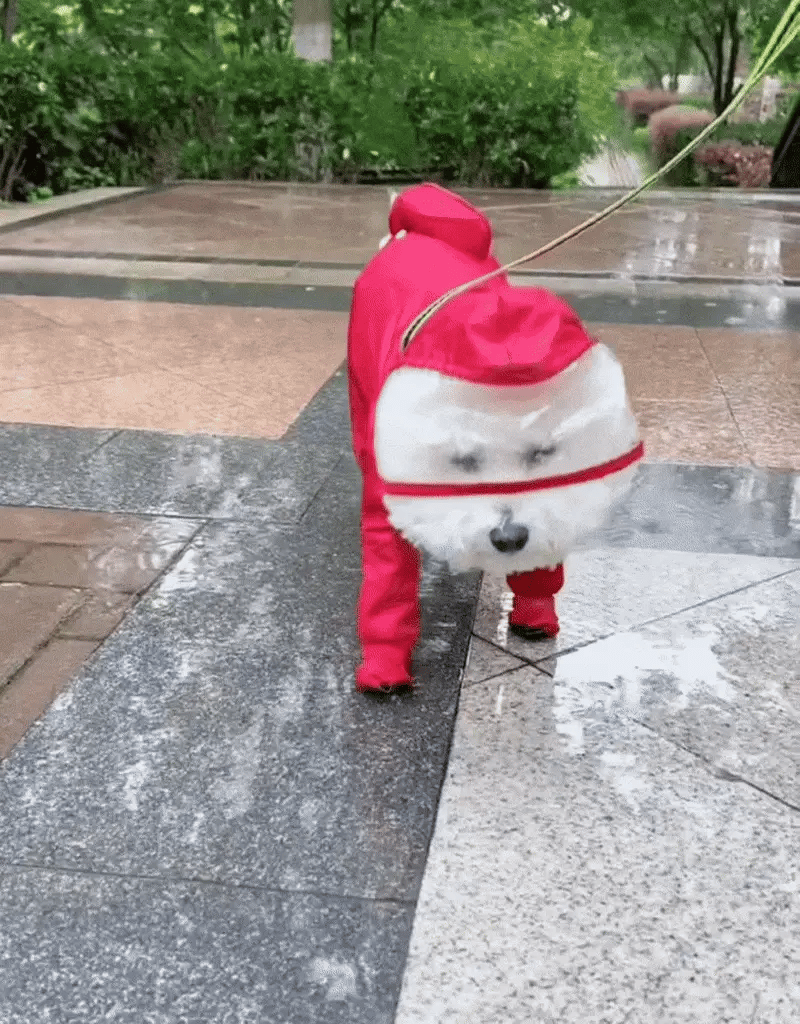 Raincoat & Boots - The Zoo Mart