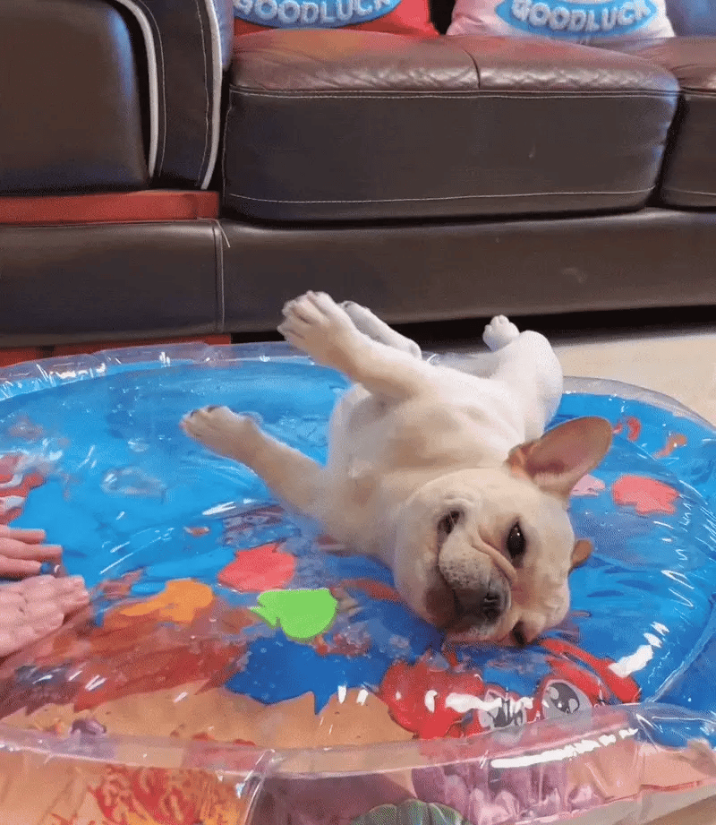 Summer Dog Bed