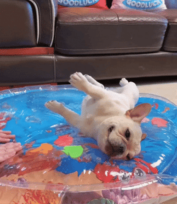 Summer Dog Bed