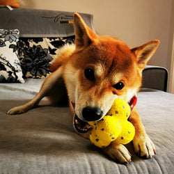 Chew and Chill Ball Toy